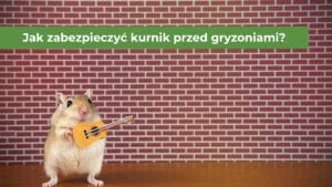Gryzoń na tle sciany