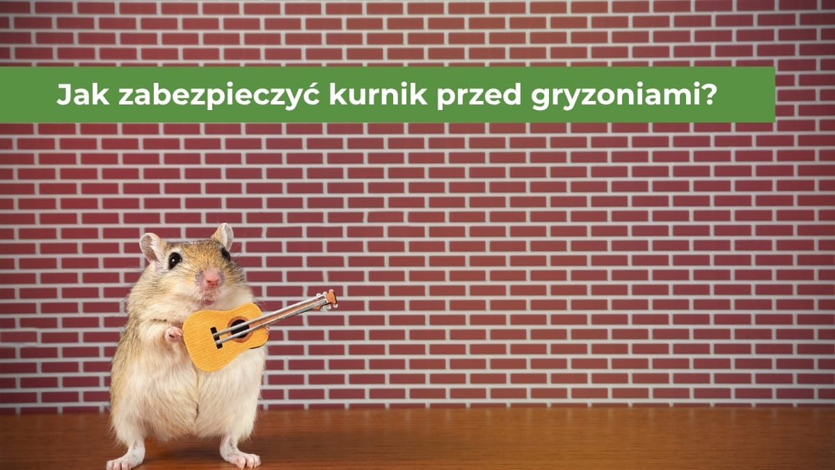 Gryzoń na tle sciany