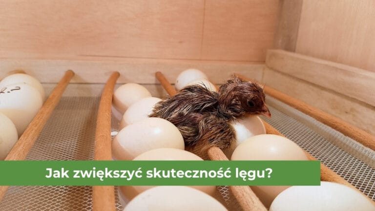 Pisklę świeżo wyklute obok innych jajek znajdujących się w inkubatorze