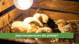 Pisklęta w grupie ogrzewające się pod żółtą żarówką (sztuczną kwoką)