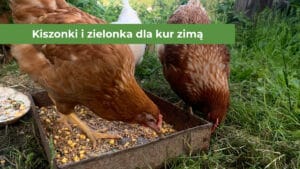 Kury jedzące kukurydzę i zieloną trawę
