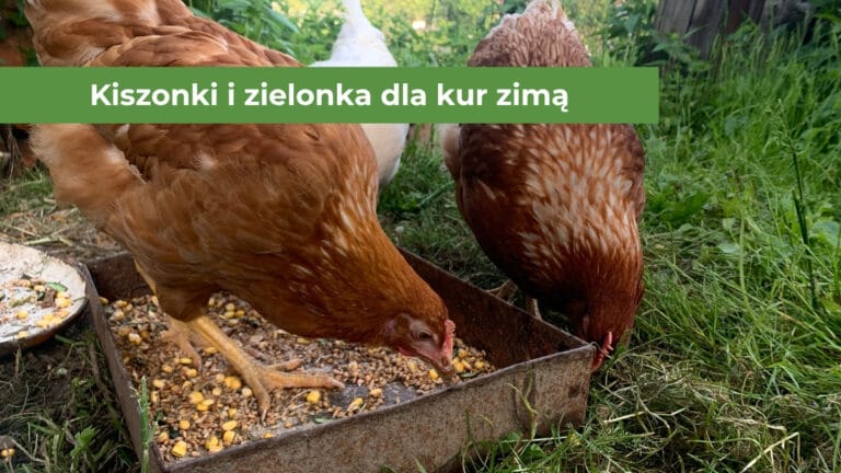Kury jedzące kukurydzę i zieloną trawę