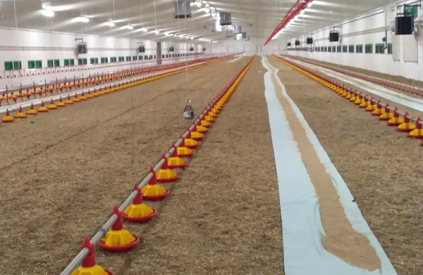 Profesjonalny papier dla piskląt - 68 cm x 250 m - Rozkład 5-6 dni Profesjonalny papier dla piskląt - 68 cm x 250 m - Rozkład 5-6 dni