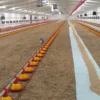 Uniwersalny papier dla piskląt - 68 cm x 200 m - Rozkład 8-9 dni Uniwersalny papier dla piskląt - 68 cm x 200 m - Rozkład 8-9 dni