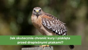 Jastrząb siedzący na drewnianym słupku